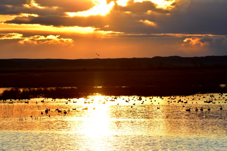 Waterfowl on LaCreek National Wildlife Refuge