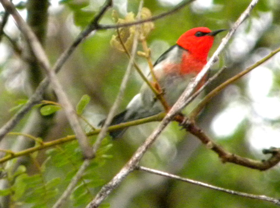 Scarlet Honeyeater