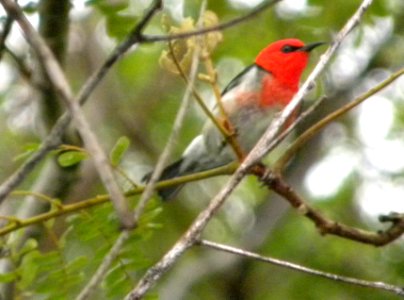 Scarlet Honeyeater photo