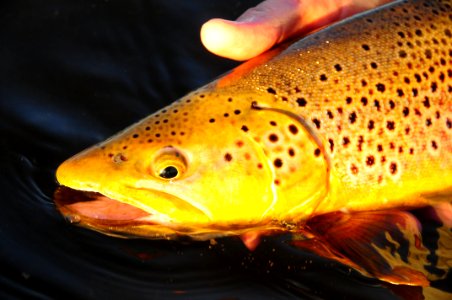 Brown Trout photo