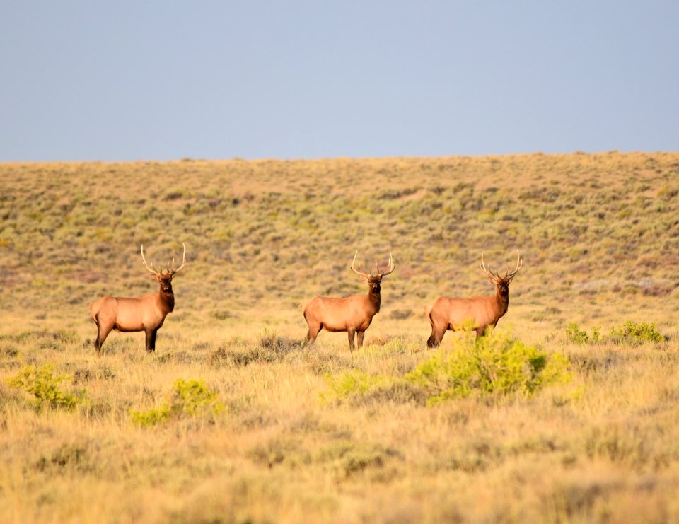 Elk at Seedskadee National Wildlife Refuge