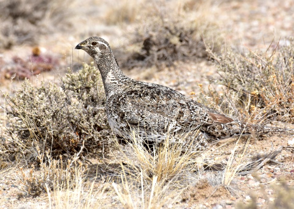Greater sage-grouse at Seedskadee National Wildlife Refuge