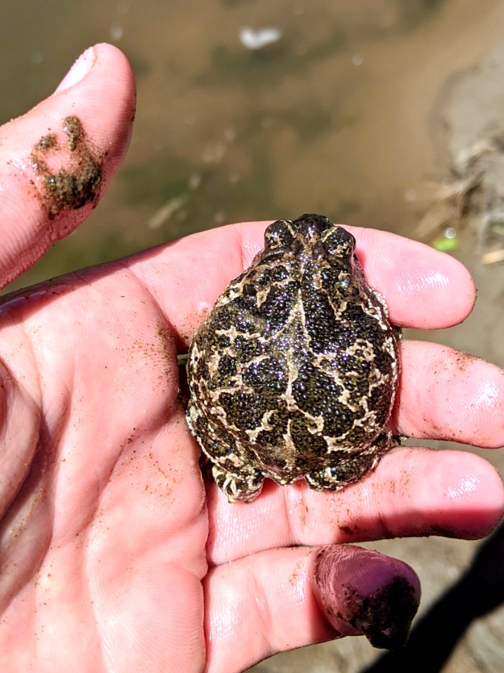 Toad in hand