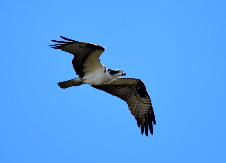 Osprey at Seedskadee National Wildlife Refuge