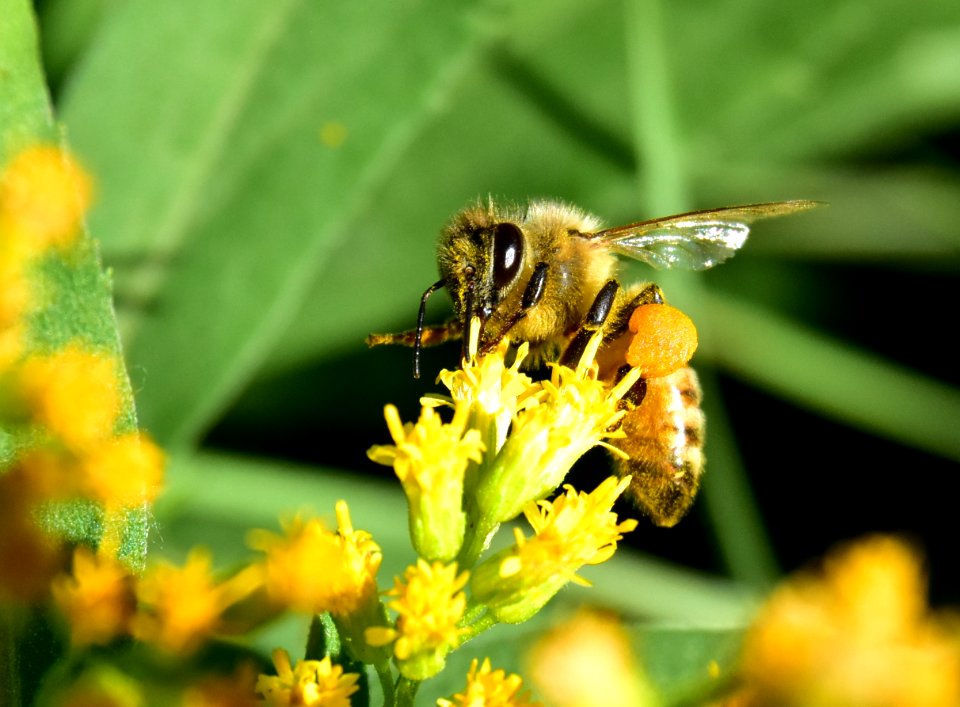 Honey bee along Bear River in Wyoming