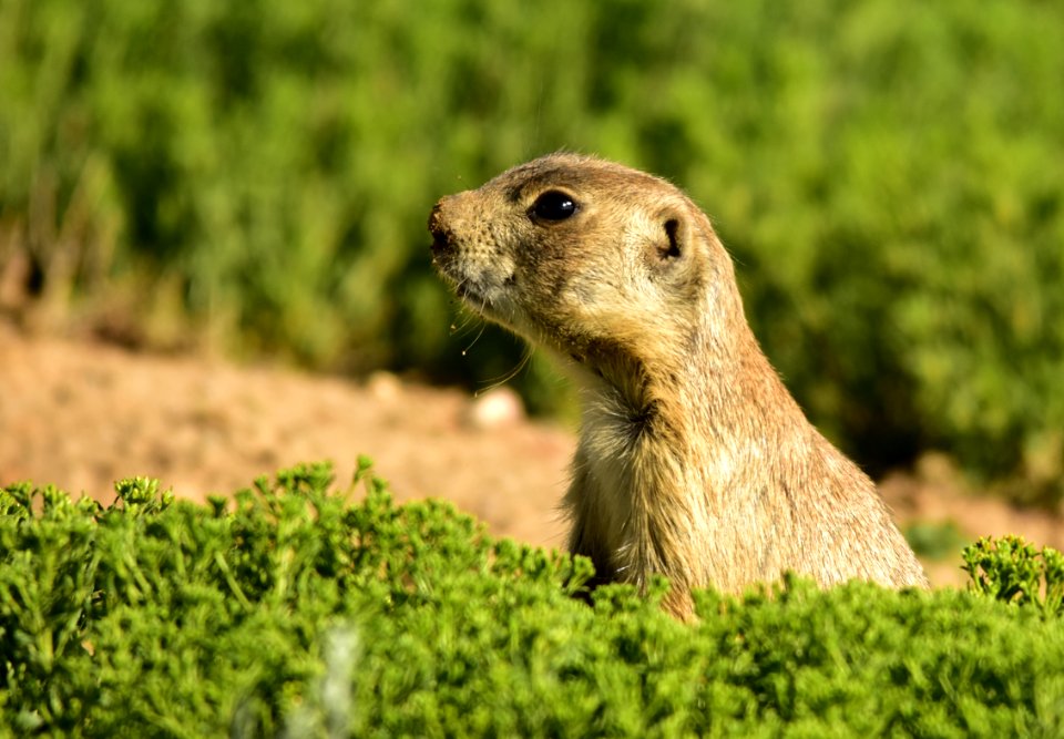 White-tailed prairie dog at Arapaho National Wildlife Refuge