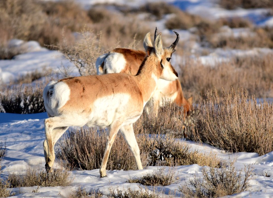 Pronghorn at Seedskadee National Wildlife Refuge