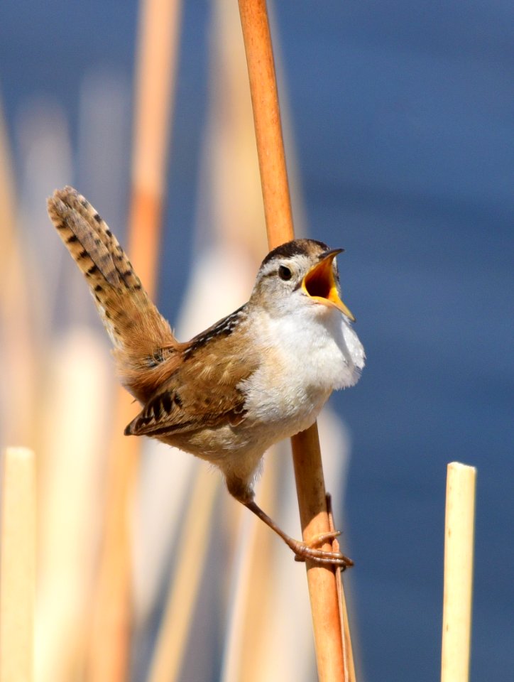 Marsh wren at Seedskadee National Wildlife Refuge