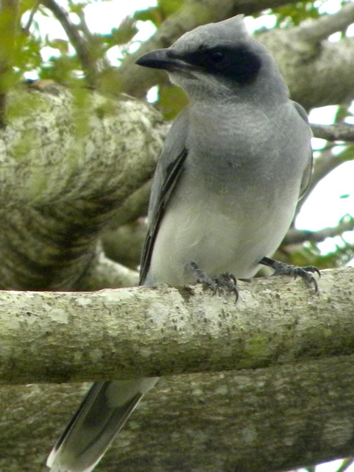 Black-faced Cuckoo Shrike (Coracina novaehollandiae)