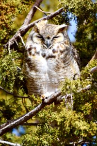 Great horned owl