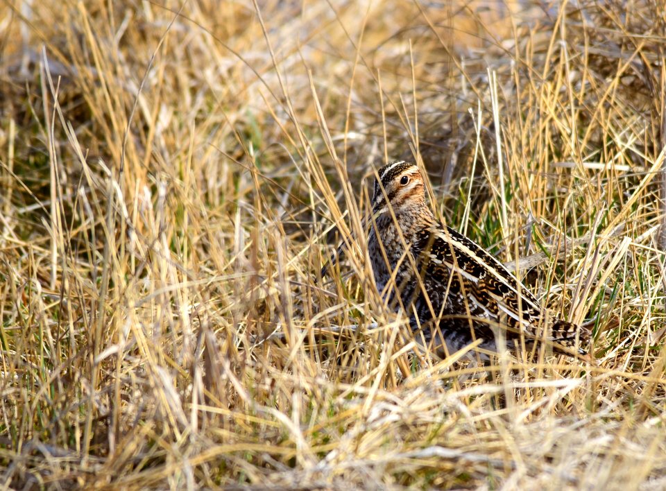 Wilson's snipe at Seedskadee National Wildlife Refuge photo