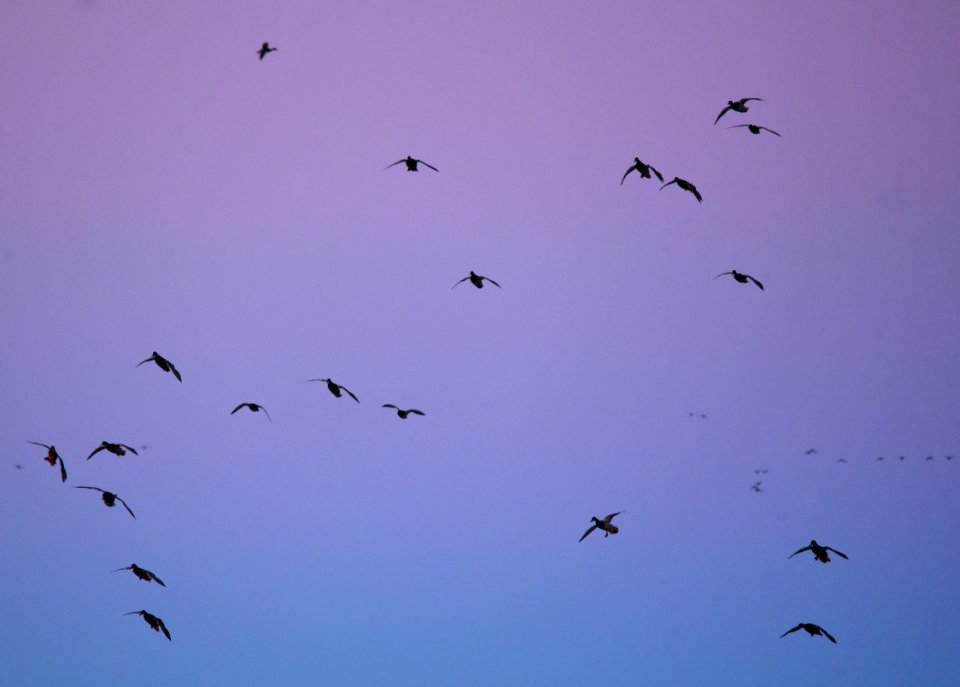 Twilight Mallards