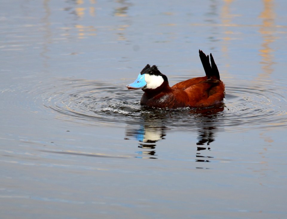 Ruddy duck at Seedskadee National Wildlife Refuge
