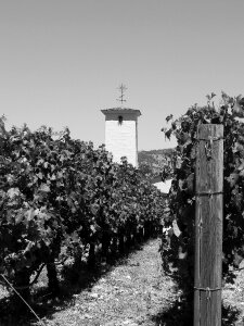 Agriculture viticulture countryside
