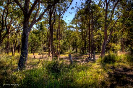 The Australian Bush