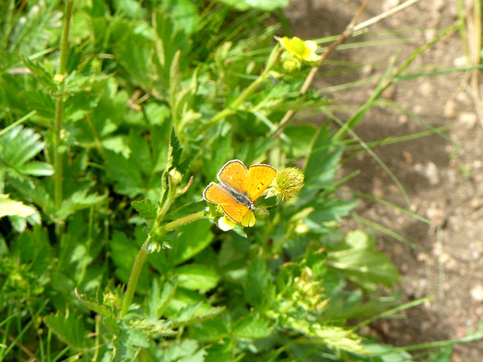 Lustrous Copper Butterfly