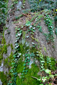Dobee Mountain