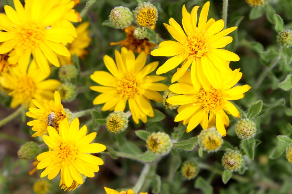 Hairy false goldenaster (Heterotheca villosa)