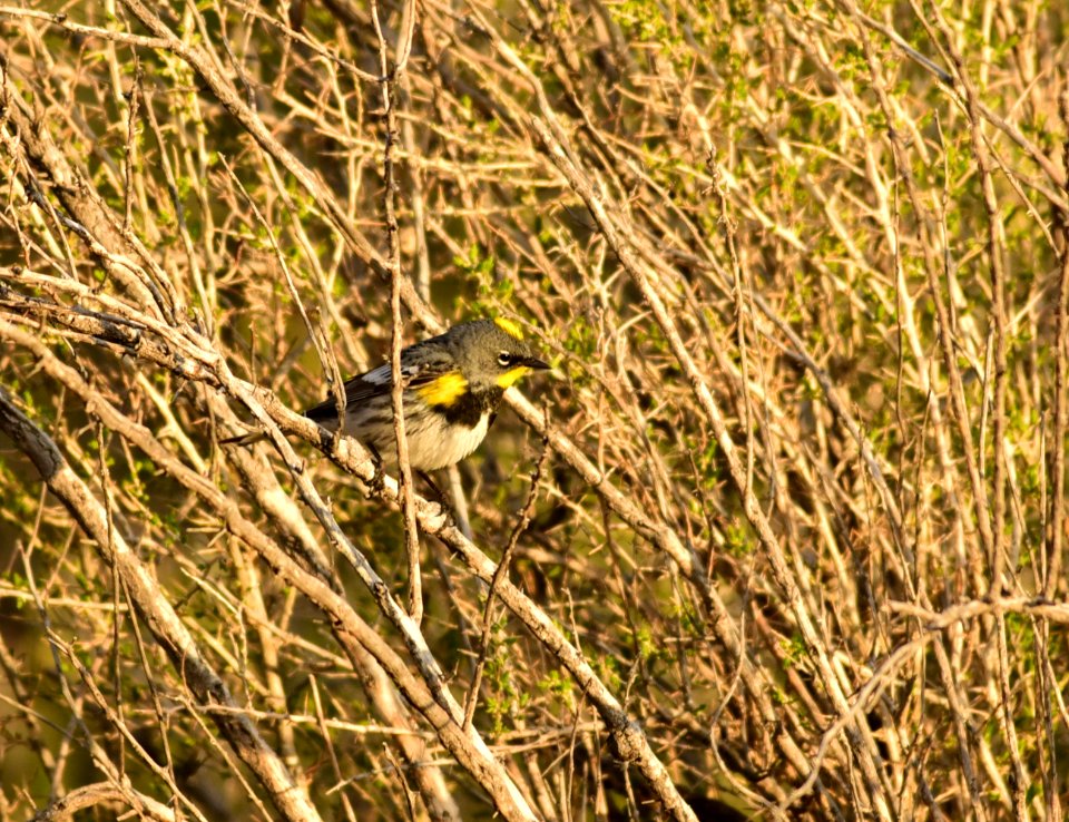 Yellow-rumped warbler at Seedskadee National Wildlife Refuge