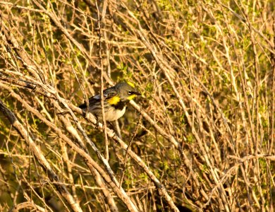 Yellow-rumped warbler at Seedskadee National Wildlife Refuge