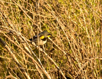 Yellow-rumped warbler at Seedskadee National Wildlife Refuge photo