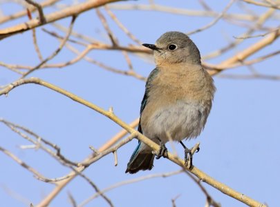 Mountain bluebird at Seedskadee National Wildlife Refuge