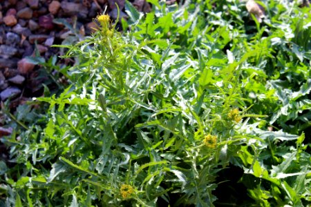 Tansy Mustard (Descurainia sp)