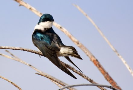 Tree swallow at Seedskadee National Wildlife Refuge photo