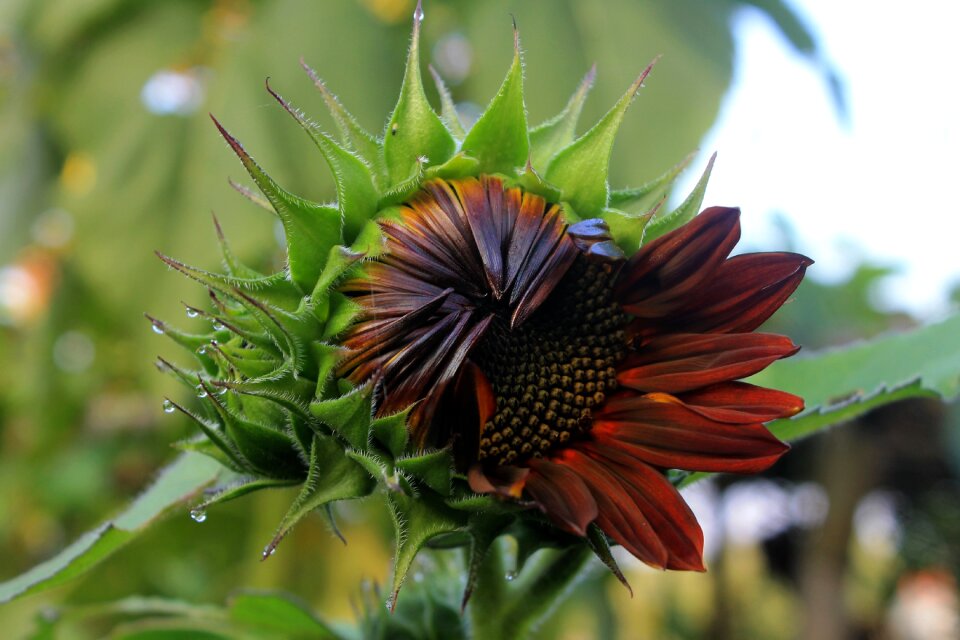 Plant almost blossom green sun
