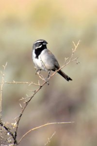 Black-throated sparrow