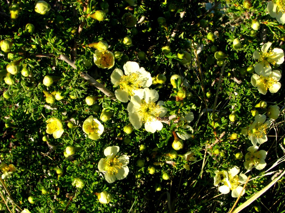 Stansbury cliffrose (Purshia stansburiana)