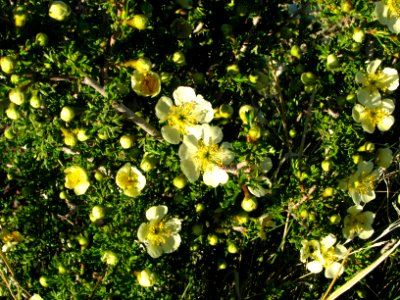 Stansbury cliffrose (Purshia stansburiana)