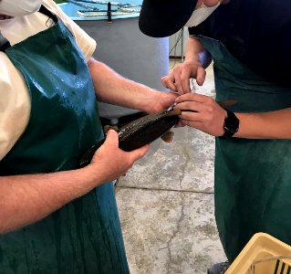 Biologists injecting razorback sucker broodstock with a spawning stimulant photo