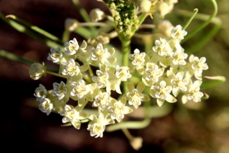 06-14-17 0726 Asclepias subverticillata Horsetail milkweed