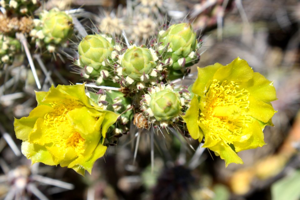 06-16-17 0843 Cylindropuntia whipplei Whipple's cholla