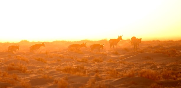 Pronghorn in sunset fog at Seedskadee National Wildlife Refuge