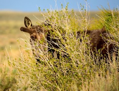 Moose at Seedskadee National Wildlife Refuge
