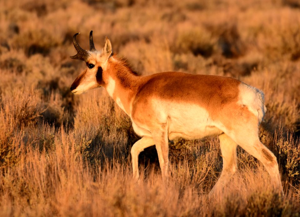 Pronghorn at Seedskadee National Wildlife Refuge