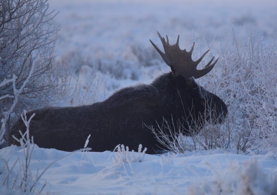Moose at Seedskadee National Wildlife Refuge