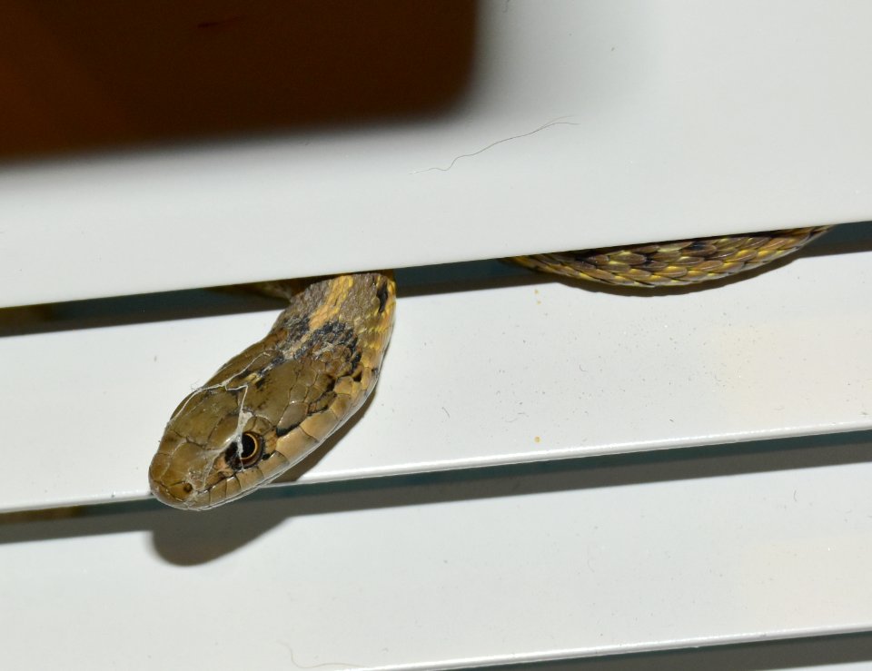 Wandering Garter Snake at Seedskadee National Wildlife Refuge