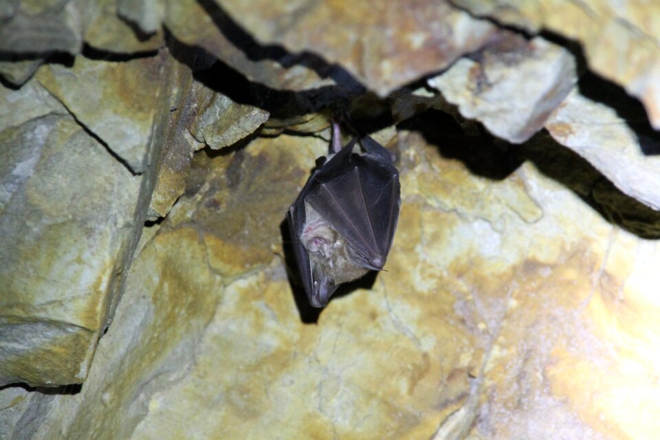 Hanging animal nocturnal