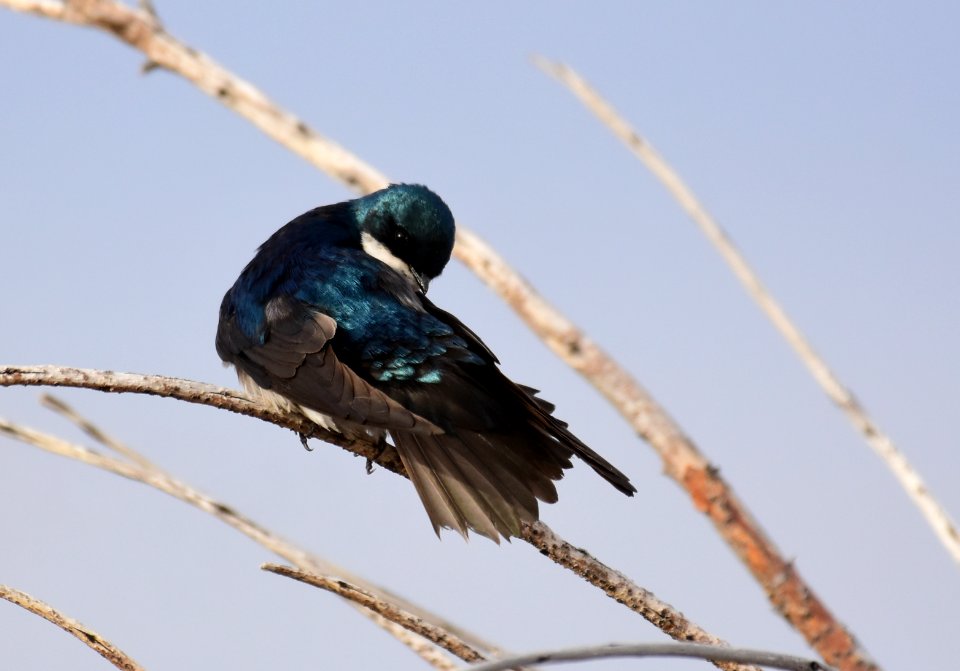 Tree swallow at Seedskadee National Wildlife Refuge