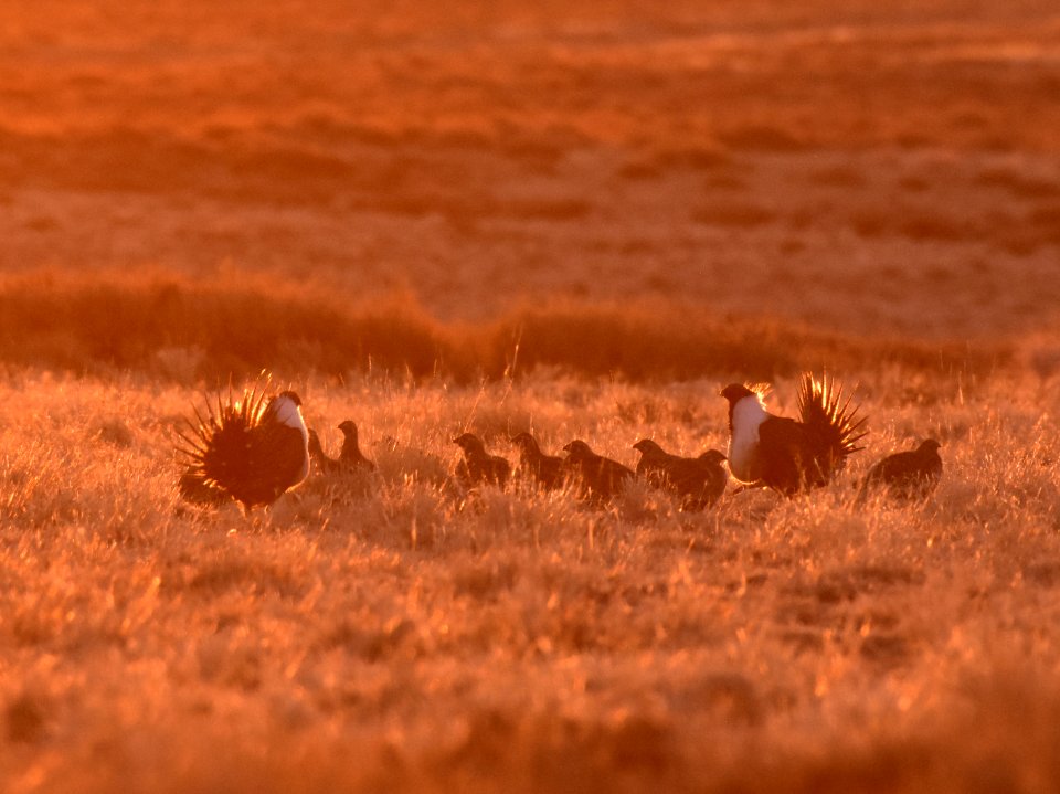 Greater sage-grouse near Seedskadee National Wildlife Refuge