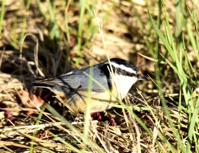 Red-breasted nuthatch at Seedskadee National Wildlife Refuge photo