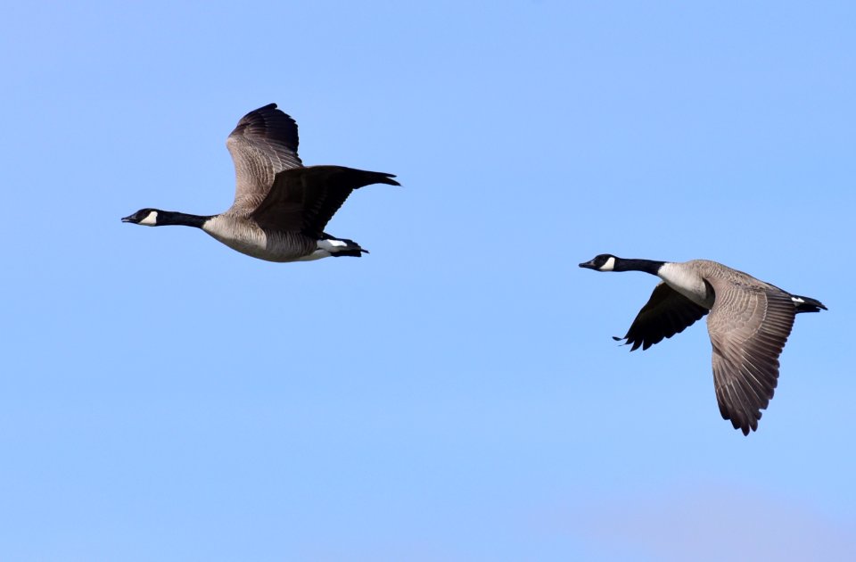 Canada geese at Seedskadee National Wildlife Refuge