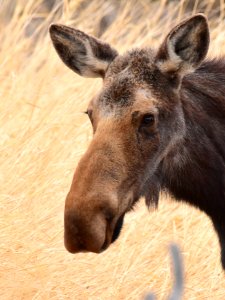 Moose at Seedskadee National Wildlife Refuge