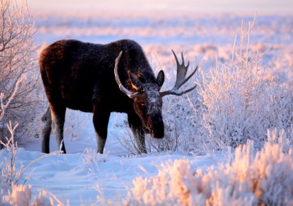 Moose at Seedskadee National Wildlife Refuge