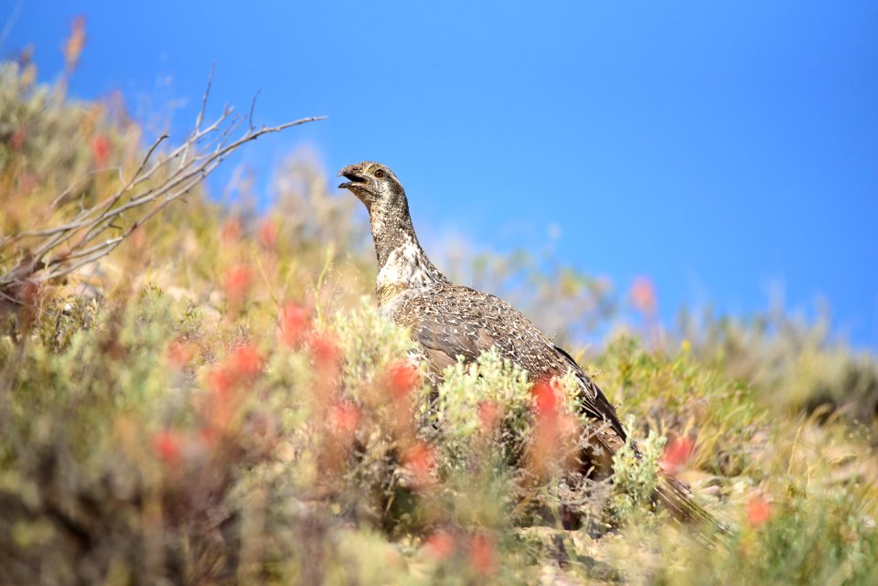 Greater sage-grouse at Seedskadee National Wildlife Refuge