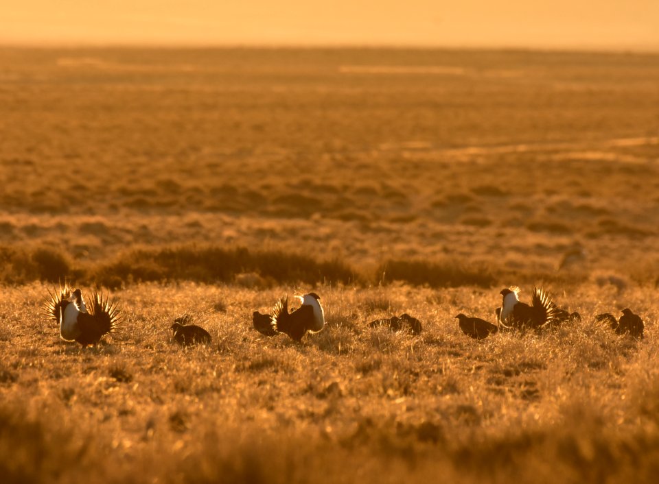 Greater sage-grouse near Seedskadee National Wildlife Refuge