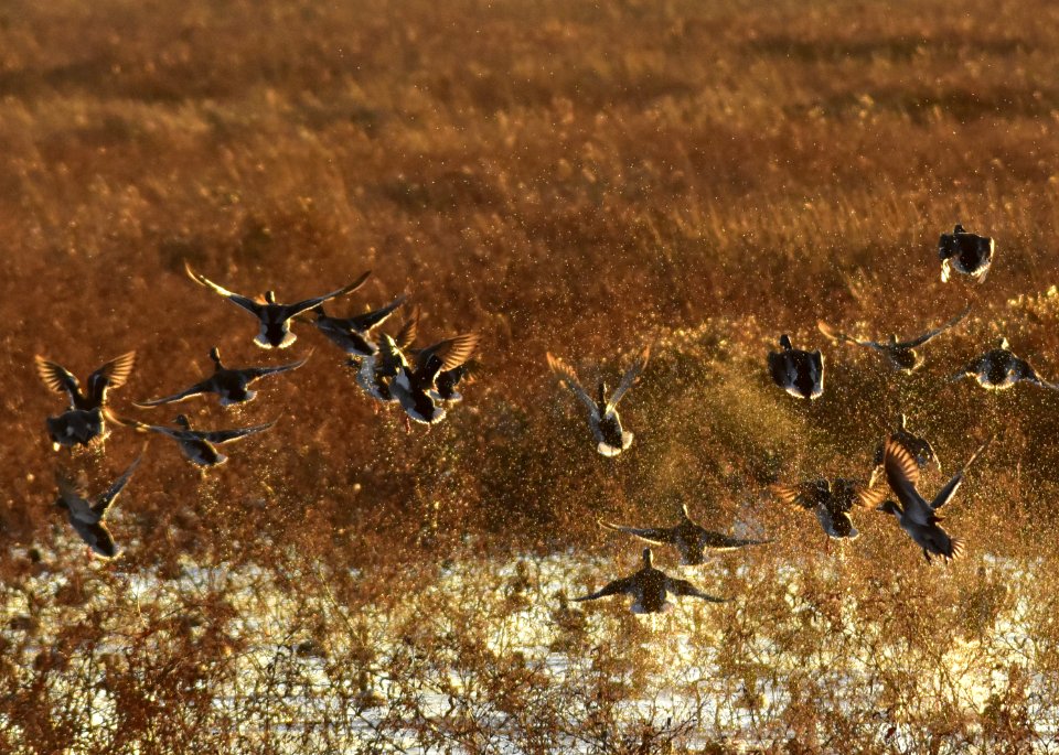 Waterfowl on LaCreek National Wildlife Refuge